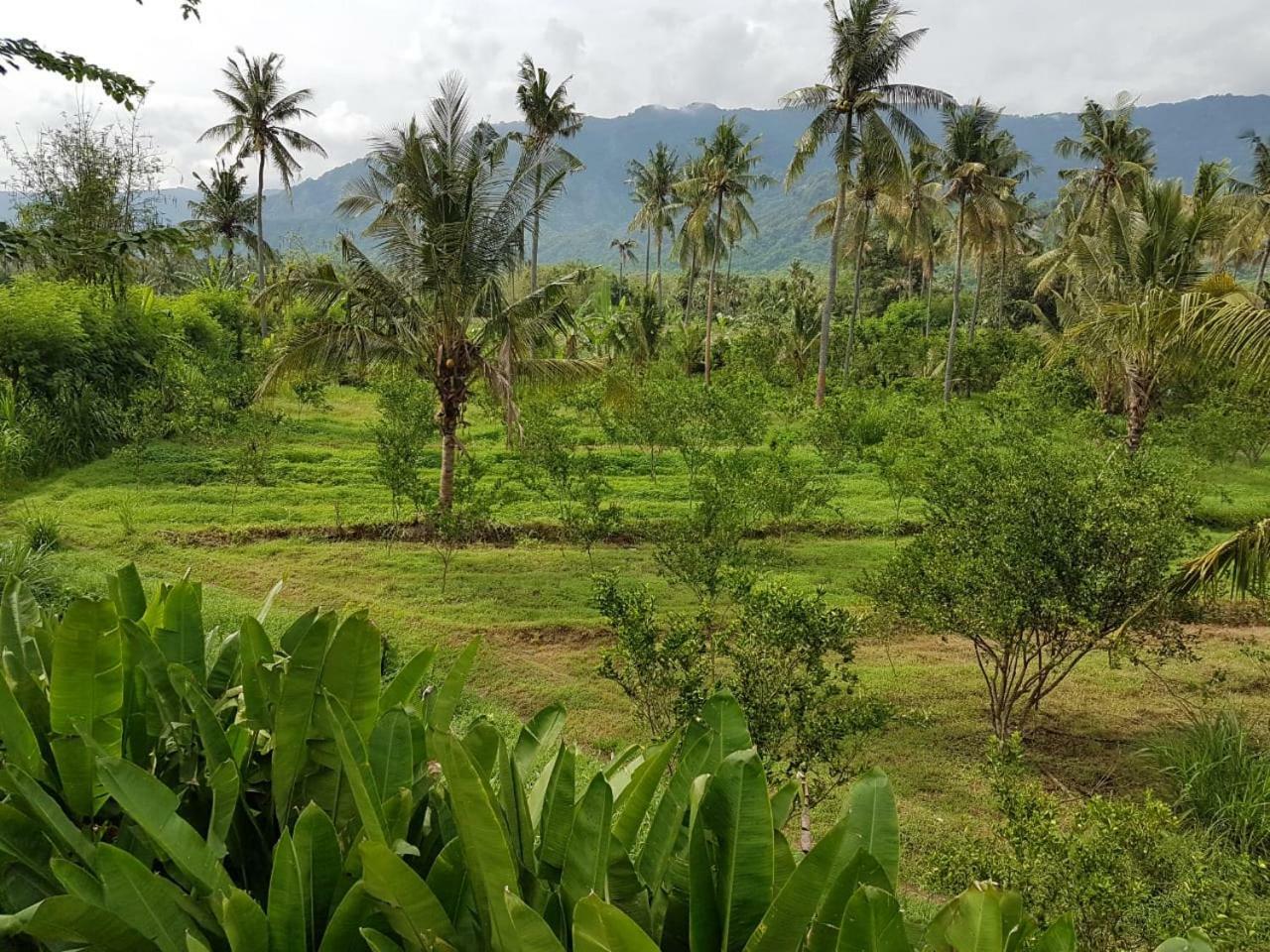 Buana Ecofarm Ecolodge Grokgak Dış mekan fotoğraf
